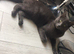 Girls and boys available Persian cross