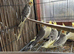 BEAUTIFUL Cockatiels FOR SALE