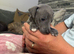 3/4 Italian greyhound x 1/4 whippet