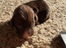 5 gorgeous cockapoo puppies