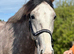 Pure breed Irish Draught