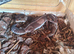 Various fat tail geckos - 2 left
