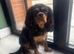 KC registered Health tested girl