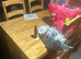 Helicopter Hargromo tamed baby budgie in Dagenham