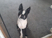 Gorgeous wee Scottish Boston terriers puppies for rehoming