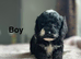 Beautiful  black & apricot cockapoo puppies