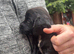 Beautiful cocker spaniel puppies