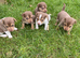 Stunning chocolate mini Jack Russells