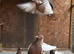 Mullenium pigeon