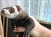 Young kits for sale