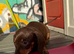 2 BEAUTIFUL BOYS LEFT beautiful miniature dachshund puppies