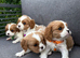 Stunning DNA tested cavalier pups