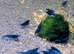 Green Jade and Blue Shrimp £2.50 each