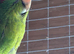 2 young kakarikis