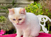 Delightful Golden Colourpoint Female Kitten