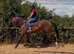 Family horse
