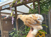 Mix of Orpington, Brahma and some bantams
