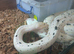 Cow reticulated pytjon