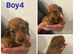 5 miniature dachshund