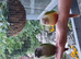 Breeding pair