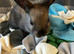 Bunnies for sale now!