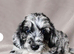 Cockapoo puppies due November