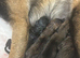 8 Belgian malinois cross whippet puppies for sale