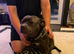 Beautiful blue staffy