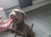 Silver and tan Labrador puppy ready now