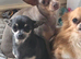 Mini Female Chihuahua