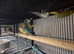 Finches to parrots