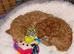 Very smallToy Poodle Boys