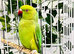 Stunning young Indian ringnick parrot