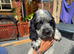 Sproker puppies for sale
