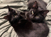Maisie & Luca (2 black cats)