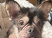Super rare French bulldog