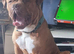 Dogue de bordeaux for stud