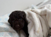 9 weeks old cockapoo looking for a new loving home