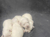 4 Maltese puppies