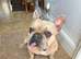French Bulldog &ndash; Loving 4-Year-Old Male Looking for a Forever Home