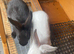Baby rabbits