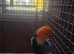 Yellow thigh caique