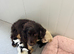 F1 cockerpoo puppies