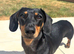 Stunning mini dachshund available