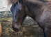 2 Shetland ponies for sale