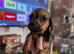 Miniature Dachshund X ShihTzu