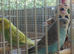 Some really lovely young budgies