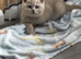 Beautiful British Shorthaired Kittens