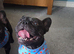 3 year old male french bulldog