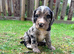 Working Cocker Spaniel Puppies